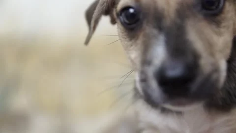 Caramel Dog Stock Footage 320717648