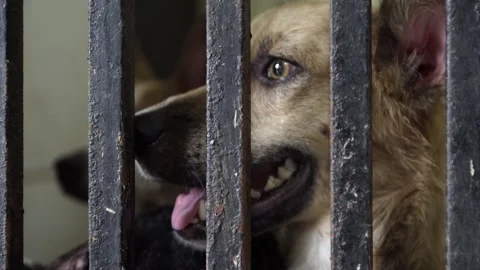 Caramel Dog Stock Footage 320717649