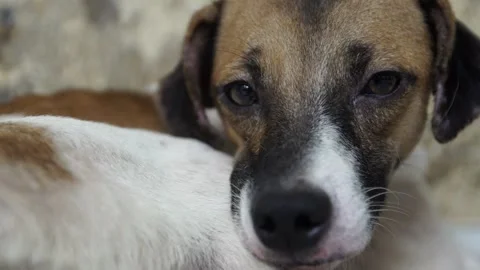 Caramel Dog Stock Footage 320717669