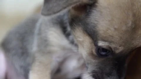 Caramel Dog Stock Footage 320717693