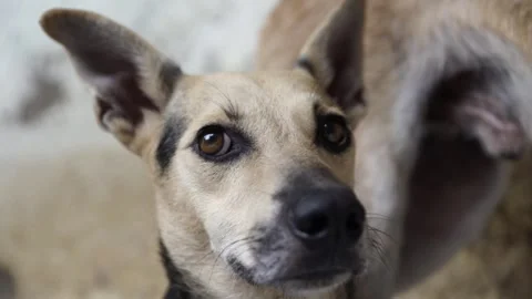 Caramel Dog Stock Footage 320717715