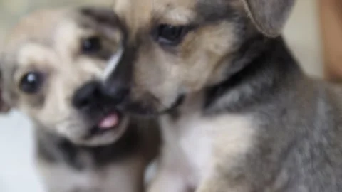 Caramel Dog Stock Footage 320717763