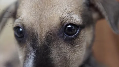 Caramel Dog Stock Footage 320717764