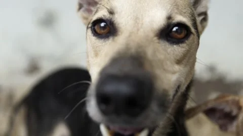 Caramel Dog Stock Footage 320717767