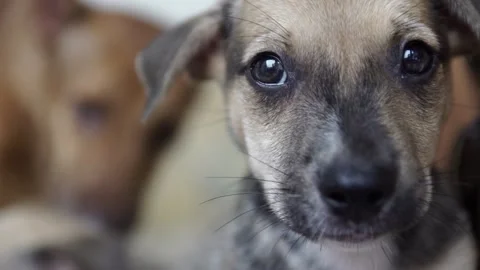 Caramel Dog Stock Footage 320717768