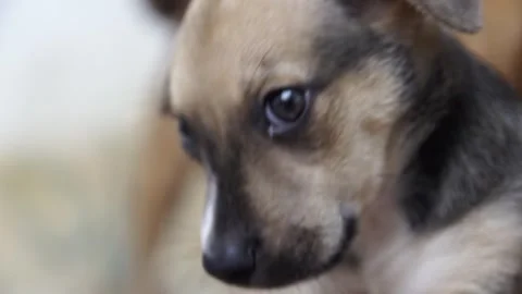 Caramel Dog Stock Footage 320717769