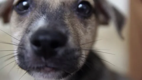 Caramel Dog Stock Footage 320717803