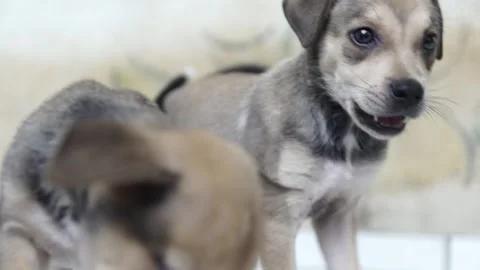 Caramel Dog Stock Footage 320717810
