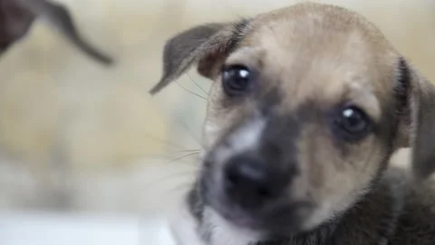 Caramel Dog Stock Footage 320717820
