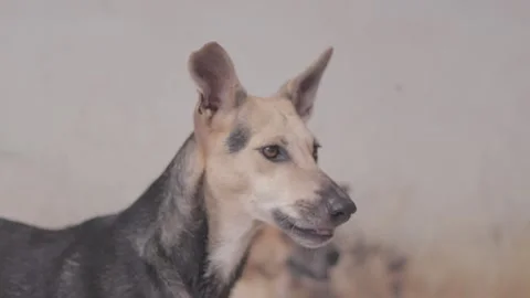 Caramel Dog Stock Footage 320717857