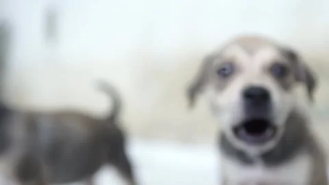 Caramel Dog Stock Footage 320717905