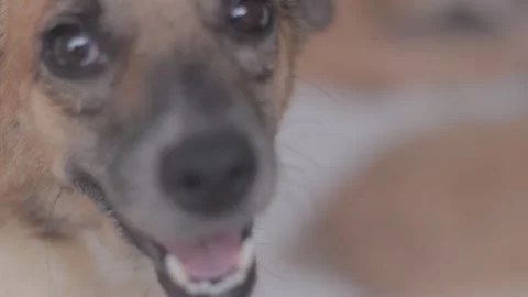 Caramel Dog Stock Footage 320717907