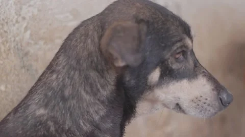 Caramel Dog Stock Footage 320718048