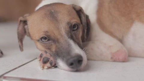 Caramel Dog Stock Footage 320718089