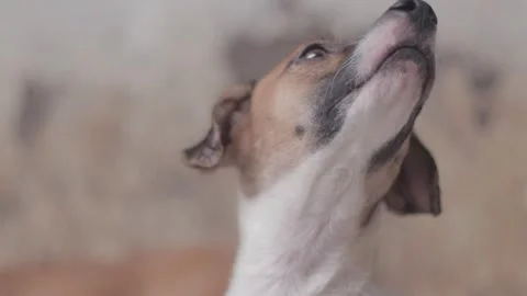 Caramel Dog Stock Footage 320718151