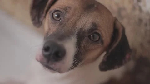 Caramel Dog Stock Footage 320718153