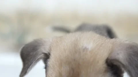 Caramel Dog Stock Footage 320718158