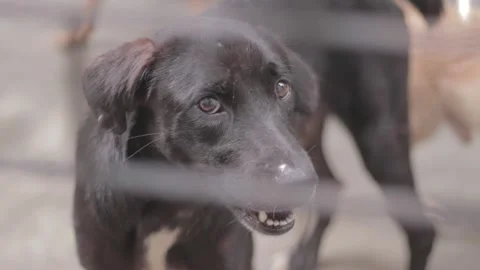 Caramel Dog Stock Footage 320718250