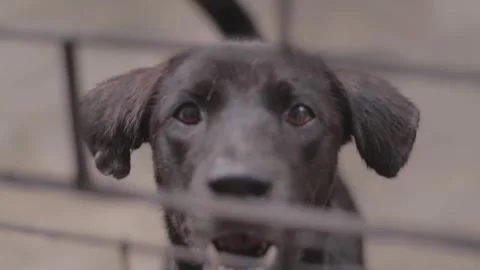 Caramel Dog Stock Footage 320718297