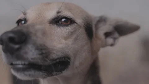Caramel Dog Stock Footage 320718313