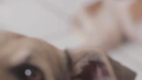 Caramel Dog Stock Footage 320718349