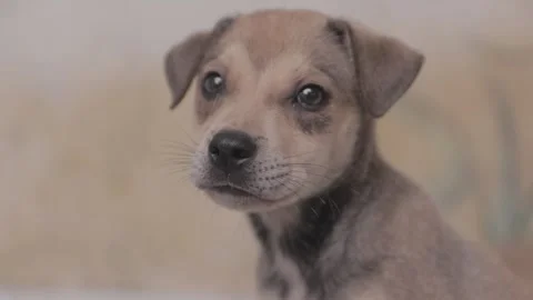 Caramel Dog Stock Footage 320718405