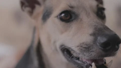 Caramel Dog Stock Footage 320718522