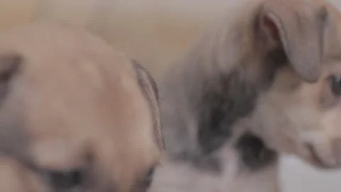 Caramel Dog Stock Footage 320718524