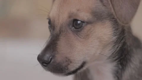 Caramel Dog Stock Footage 320718573