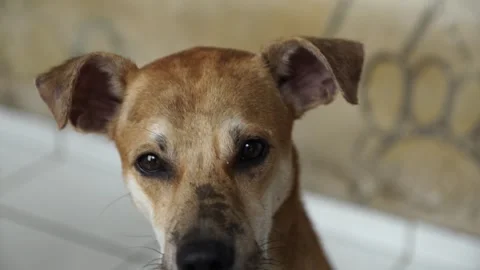 Caramel Dog Stock Footage 320718594