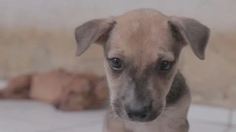 Caramel Dog Stock Footage 320718612