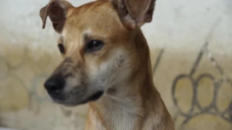 Caramel Dog Stock Footage 320718732