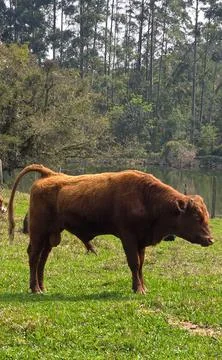 Caramel Ox Stock Photos