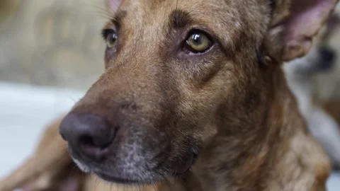 Caramelo Cachorro Stock Footage 320717501