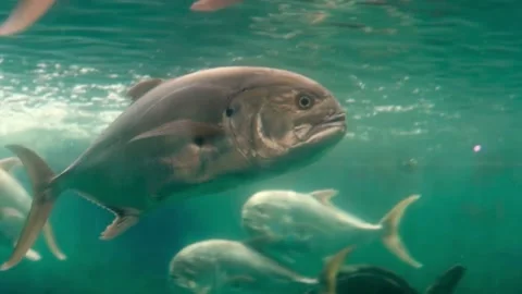 Caranx caninus Jurel Toro in Pacific Mexico Stock Footage 224293673