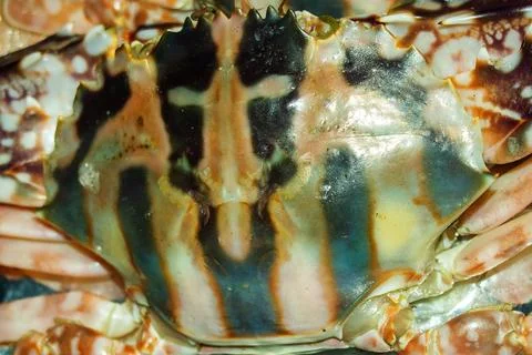 The carapace shell patterned of a spotted of mottled colors Stock Photos