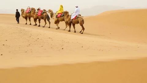Caravan of camel riding through the desert Video stock 88336424