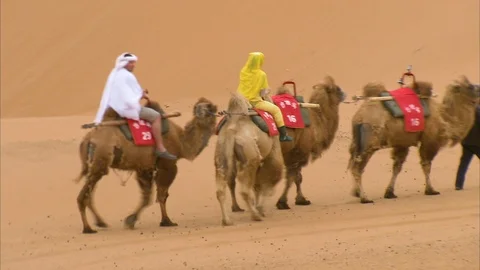 Caravan of camel riding through the Gobi desert Видео 88337557