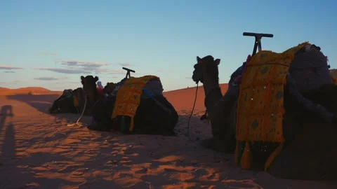 Caravan camel standing on sand dunes in the Sahara desert Stock Footage 169022134