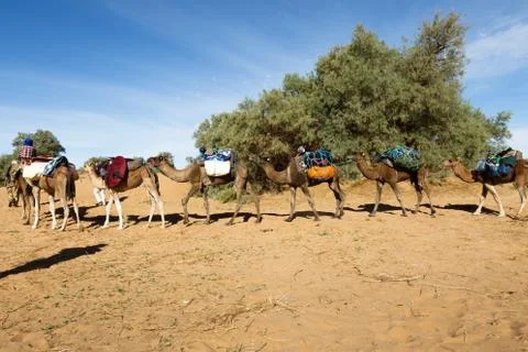 Caravan of camels in the desert Stock Photos
