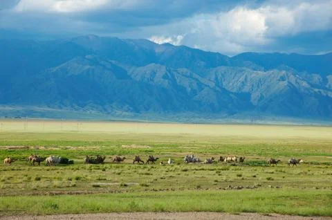 Caravan of camels Stock Photos