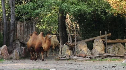 A caravan of four Bactrian camels. Video stock 69062217