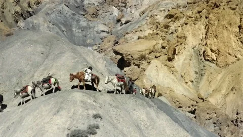 Caravan of pack animals crossing a mountain pass in the Himalayas Video stock 335077151