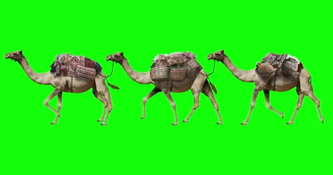 A caravan of running camels. Isolated loop animation. Stock Footage 124281909