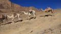 Caravan. Wilderness of Mount Sinai. Egypt HD Footage