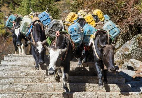 Caravan yaks or dzo on steps way to Everest base camp Stock Photos