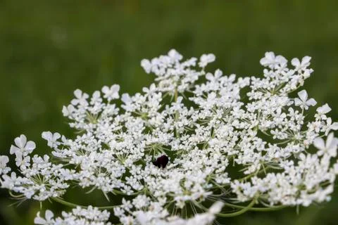 A caraway in close up Stock Photos