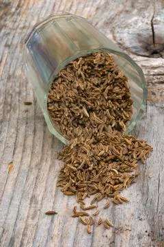 Caraway Stock Photos