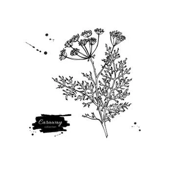 Caraway plant vector hand drawn illustration. Isolated spice obj Illustrazione stock
