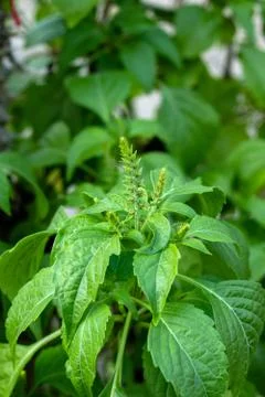 Caraway tree Stock Photos